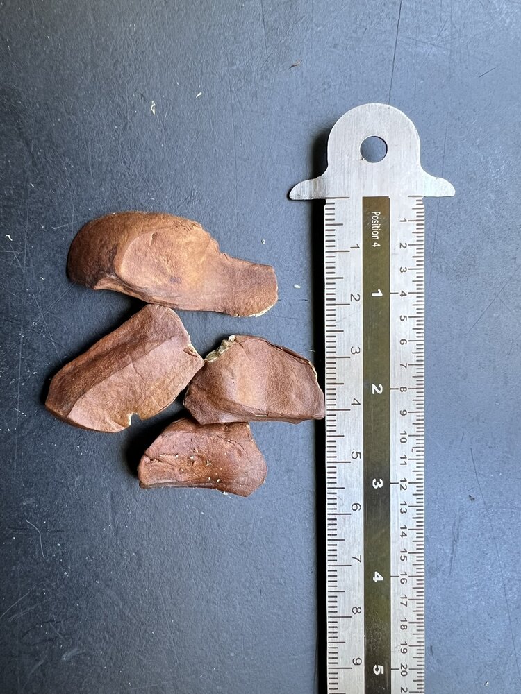 Mahogany (Swietenia mahagoni)