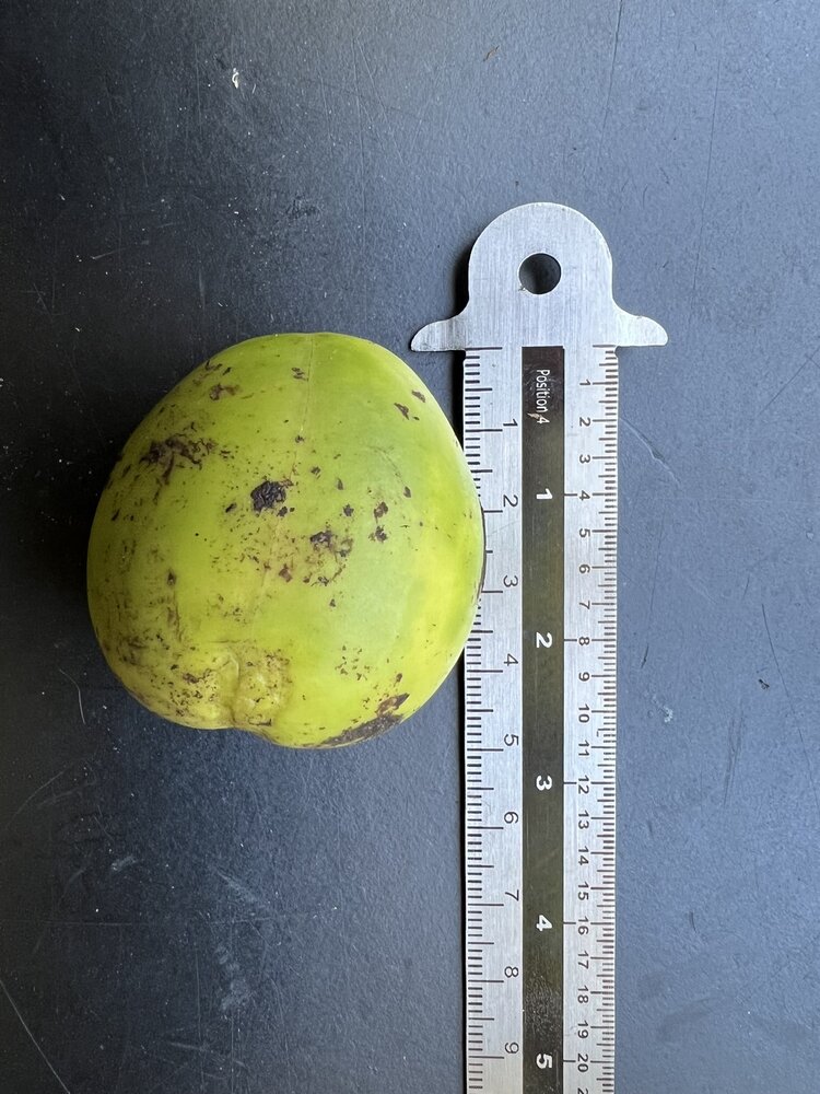 Australian Chestnut (Castanospermum australe)
