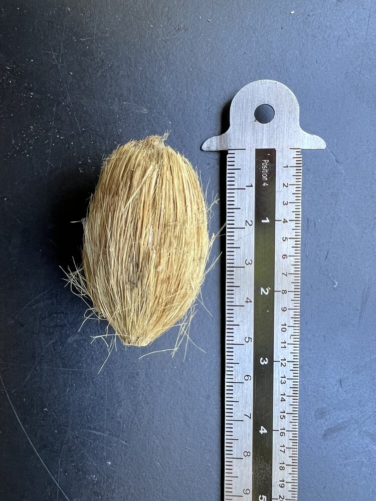 Betel Nut (Areca catechu)