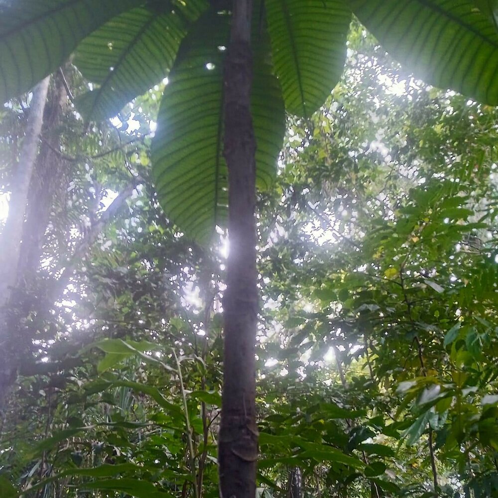 Octamyrtus (Octamyrtus glomerata)