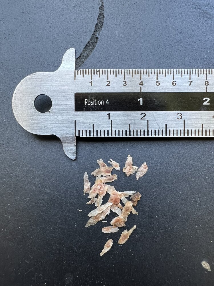 Red cinchona (Cinchona pubescens)