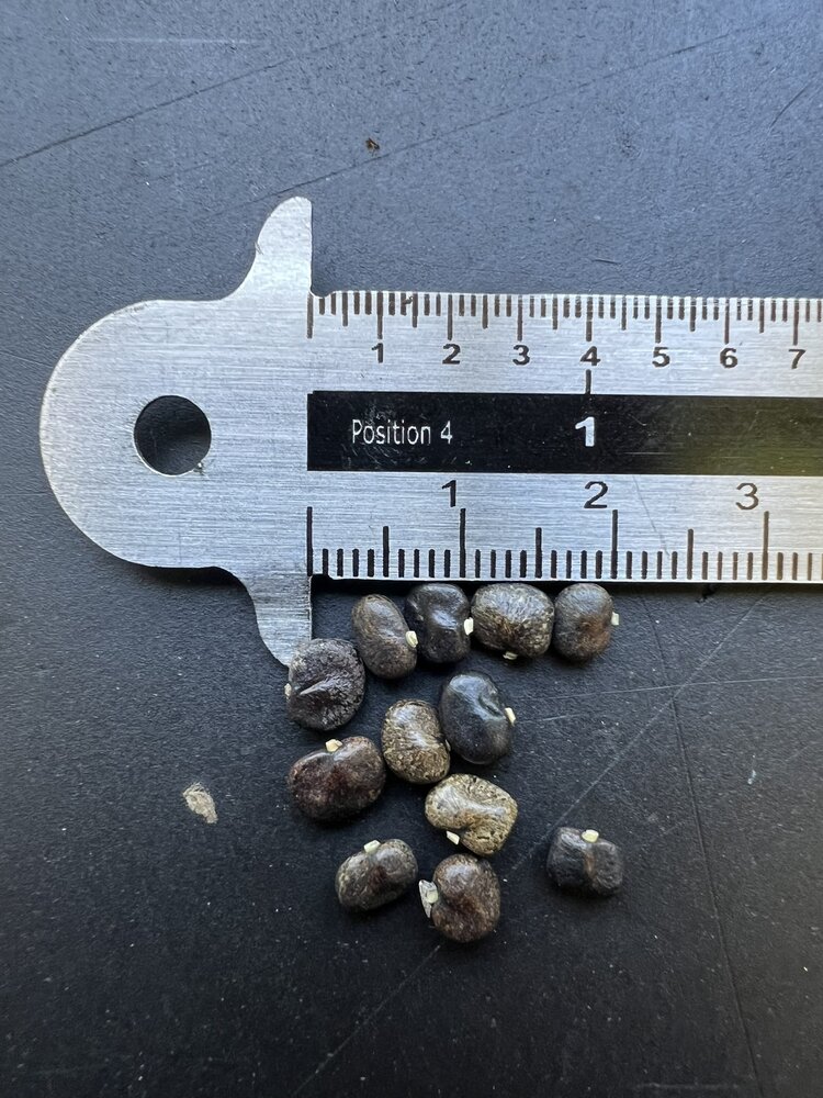 Butterfly Pea (Clitoria ternatea)