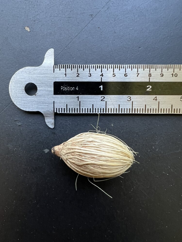 Manila Palm (Veitchia merrillii)