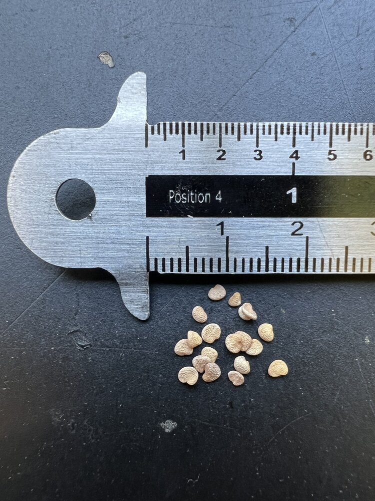 Ashwagandha (Withania somnifera)