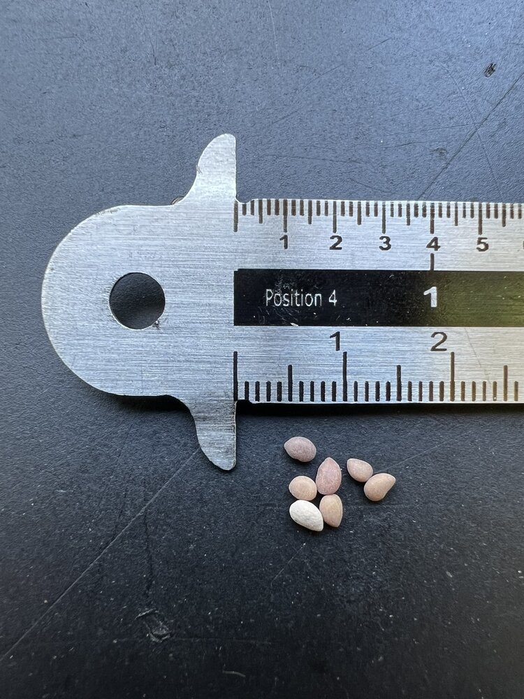 Screwbean Mesquite (Prosopis pubescens)