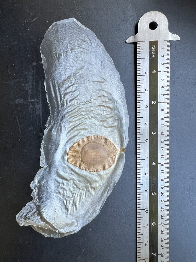 Javan Cucumber (Alsomitra macrocarpa)