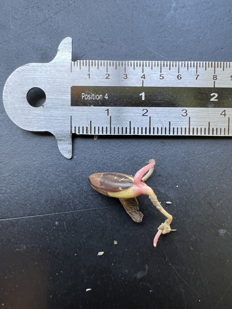 Miracle Fruit (Synsepalum dulcificum)