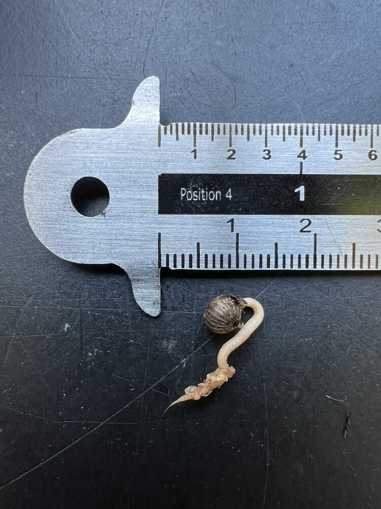 Dinosaur Plant (Labisia sp. 'Dino')