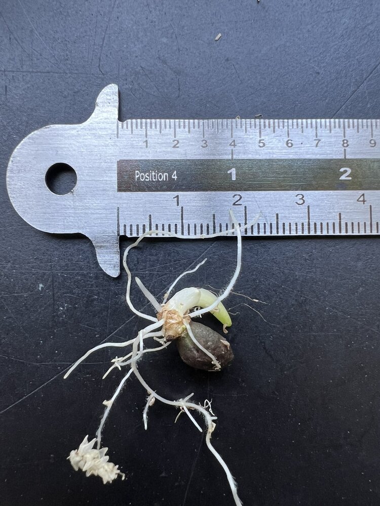 Aroid (Amorphophallus borneensis)