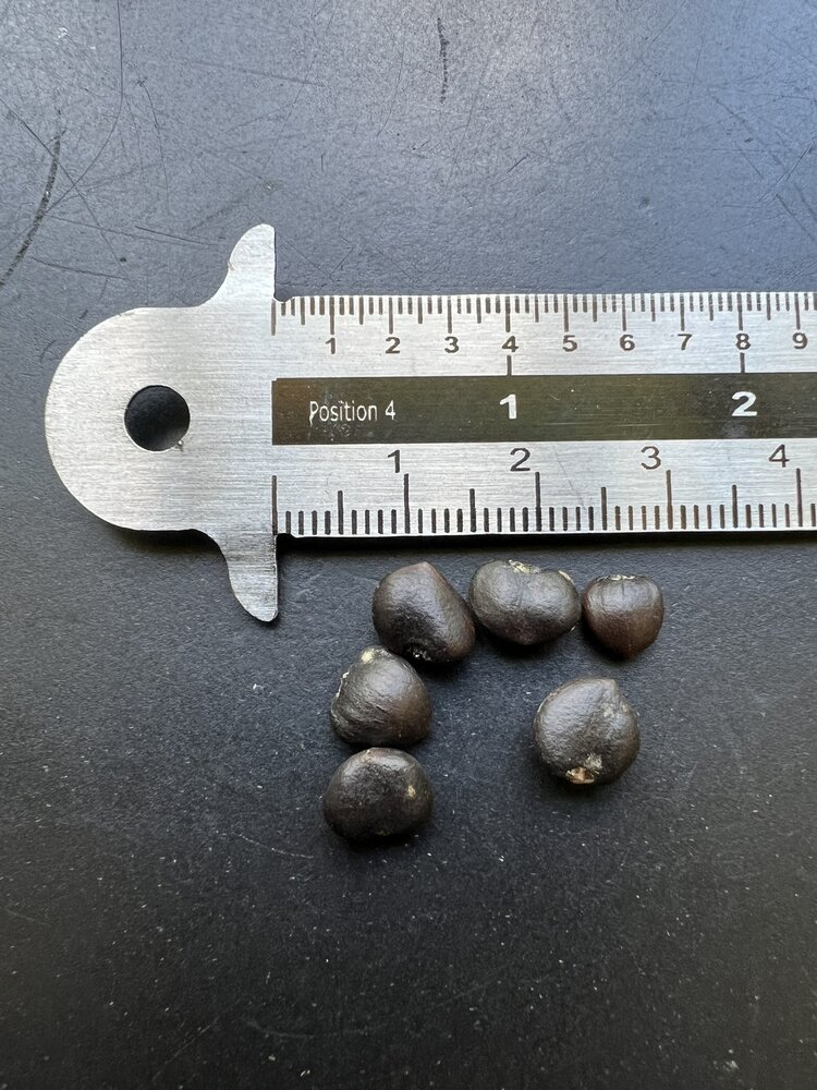 Star Magnolia (Magnolia stellata)