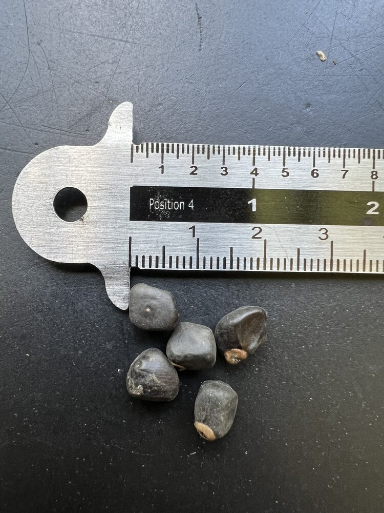 Rock banana (Ensete superbum)