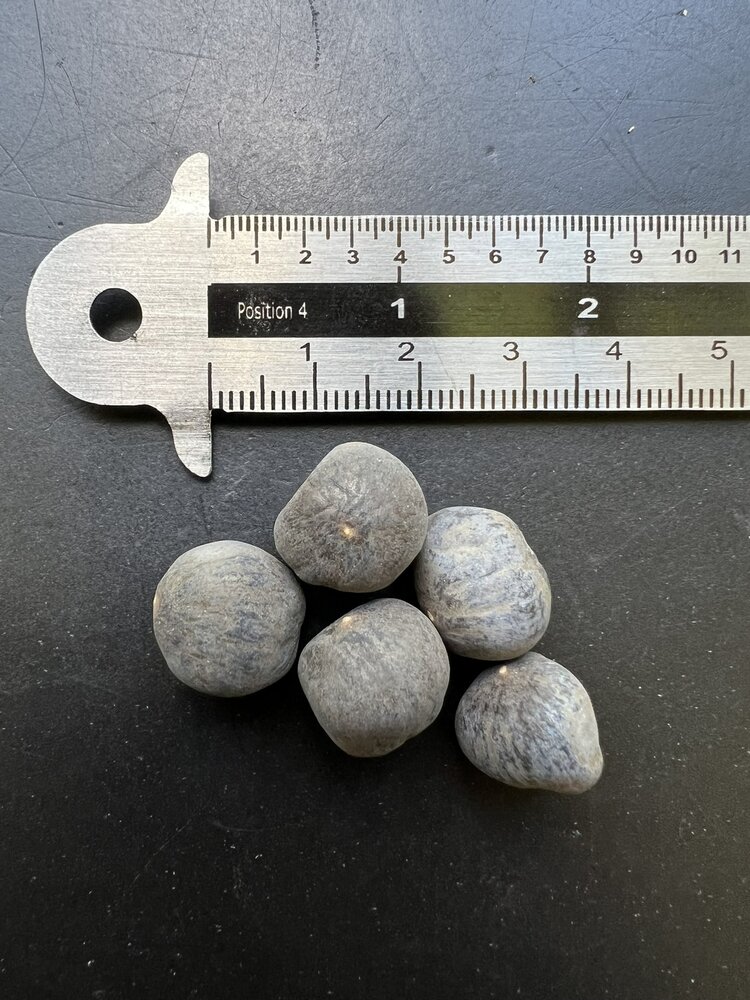 Ethiopian Banana (Ensete ventricosum)