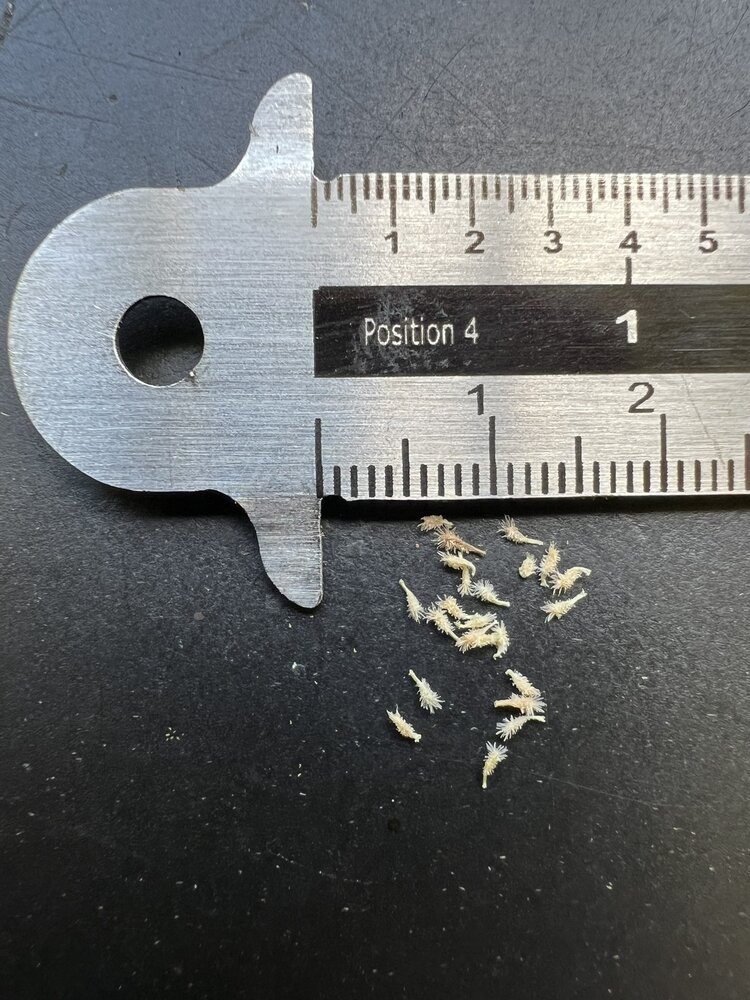 Cobra Lily (Darlingtonia californica)