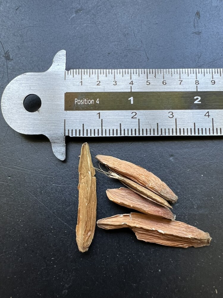 Happy Tree (Camptotheca acuminata)