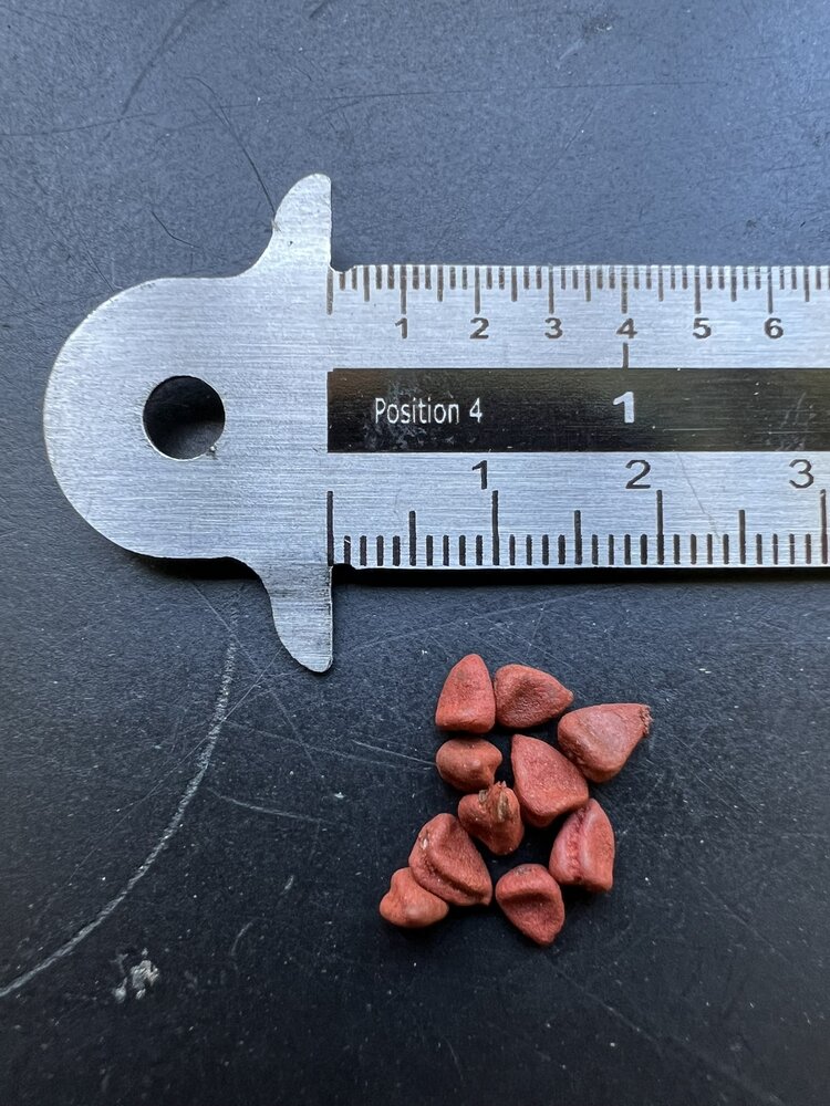 Annatto (Bixa orellana)