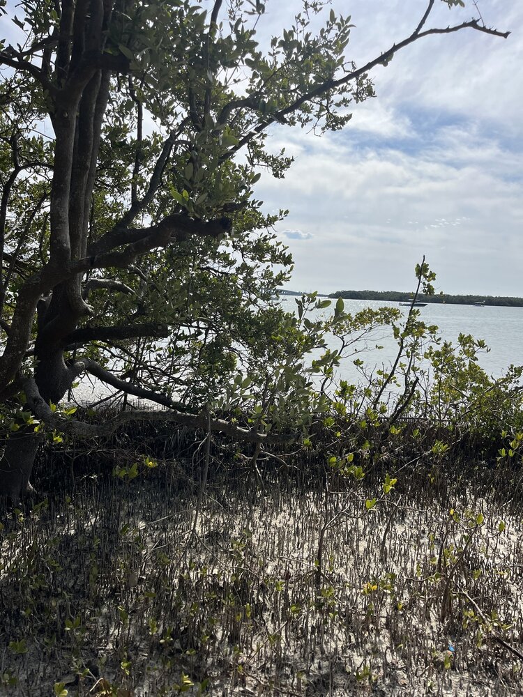 Black mangrove (Avicennia germinans)