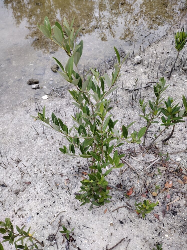Black mangrove (Avicennia germinans)