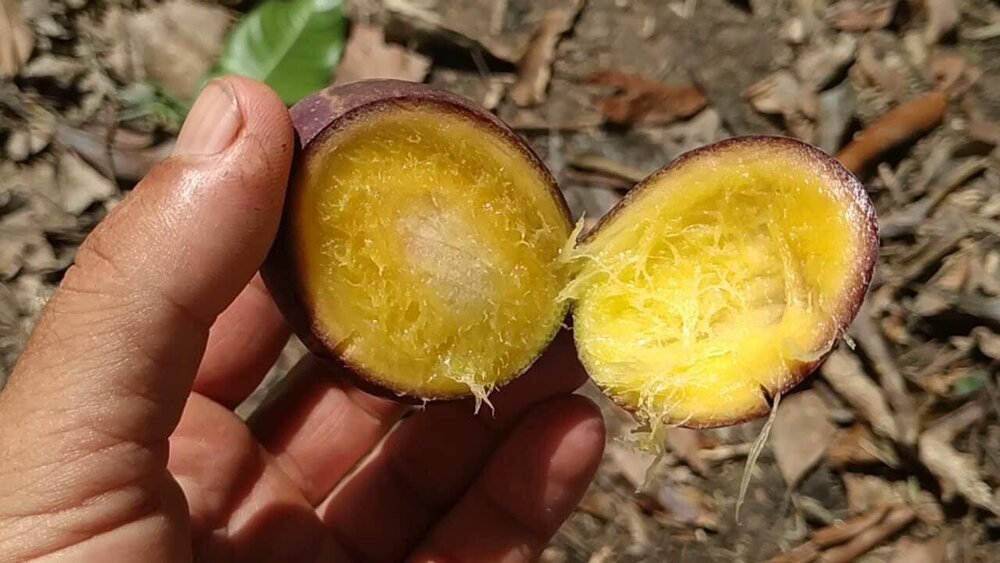 Griffith's mango (Mangifera griffithii)