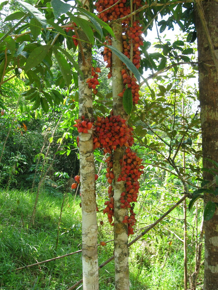 Red Angled Tampoi (Baccaurea angulata)