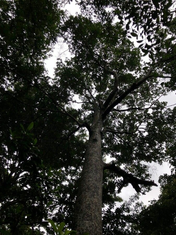 Utu fruit (Parartocarpus venenosa)