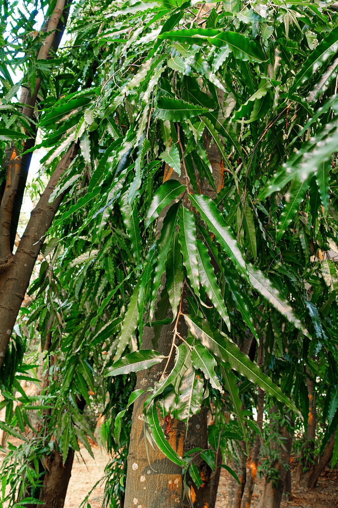 Indian Mast Tree (Monoon longifolia)
