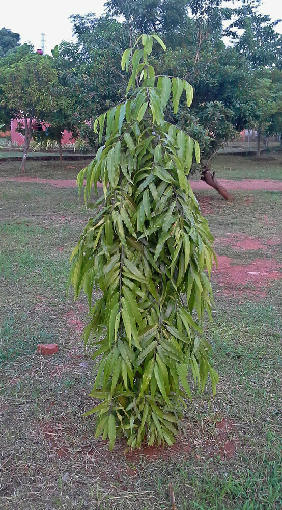 Indian Mast Tree (Monoon longifolia)