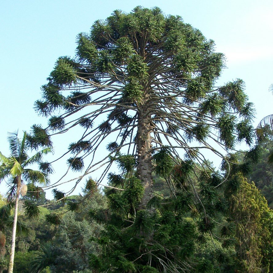Bunya pine (Araucaria bidwillii)