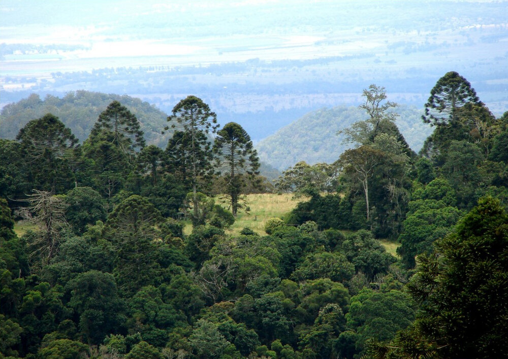 Bunya pine (Araucaria bidwillii)