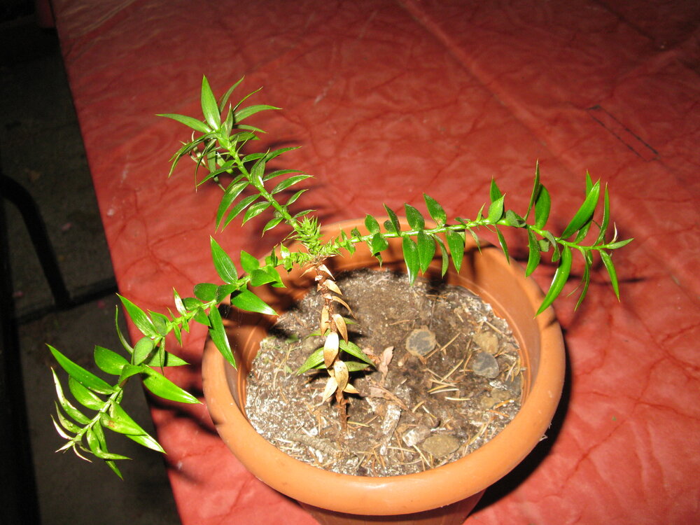 Bunya pine (Araucaria bidwillii)