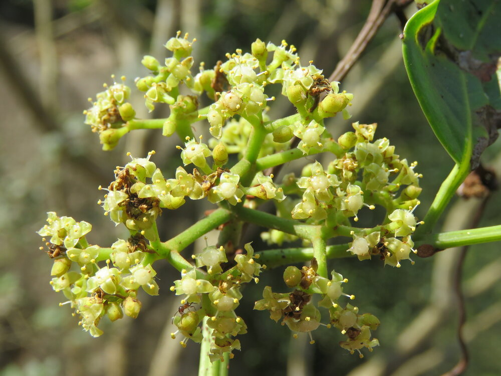 Indian Chestnut Vine (Tetrastigma leucostaphylum)