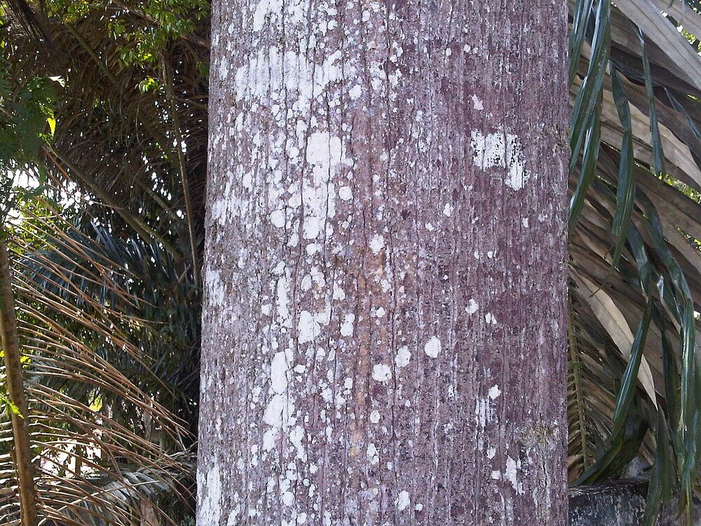 Light red meranti (Rubroshorea leprosula)