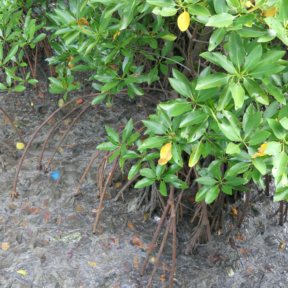 Asiatic mangrove (Rhizophora mucronata)