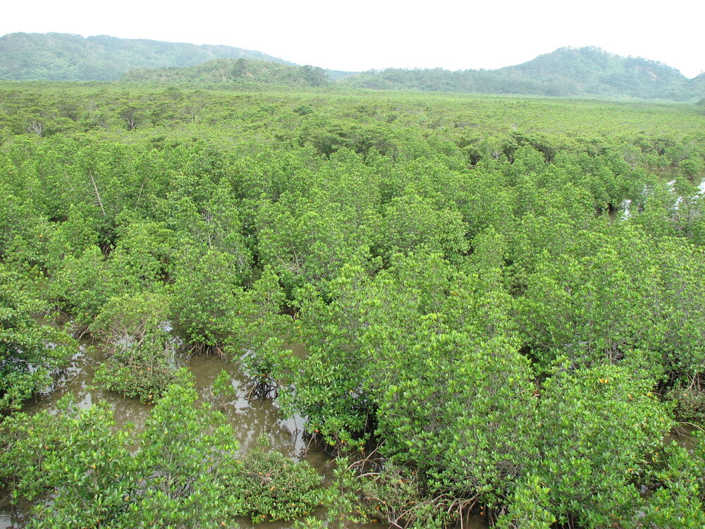 Asiatic mangrove (Rhizophora mucronata)