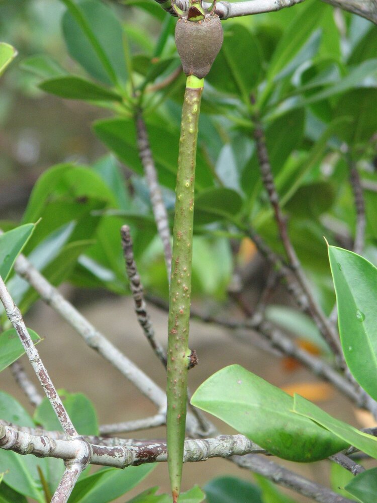 Asiatic mangrove (Rhizophora mucronata)