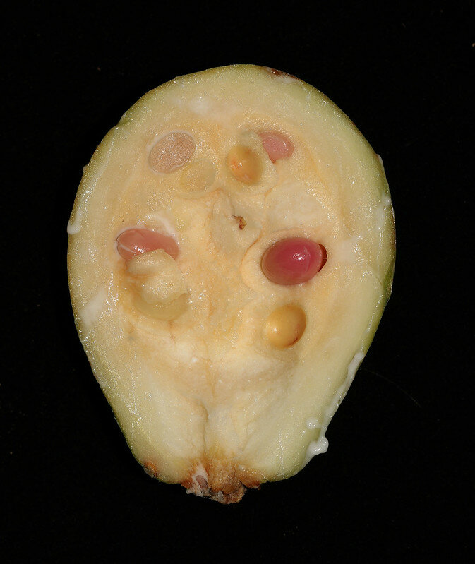 Borneo rubber (Willughbeia coriacea)