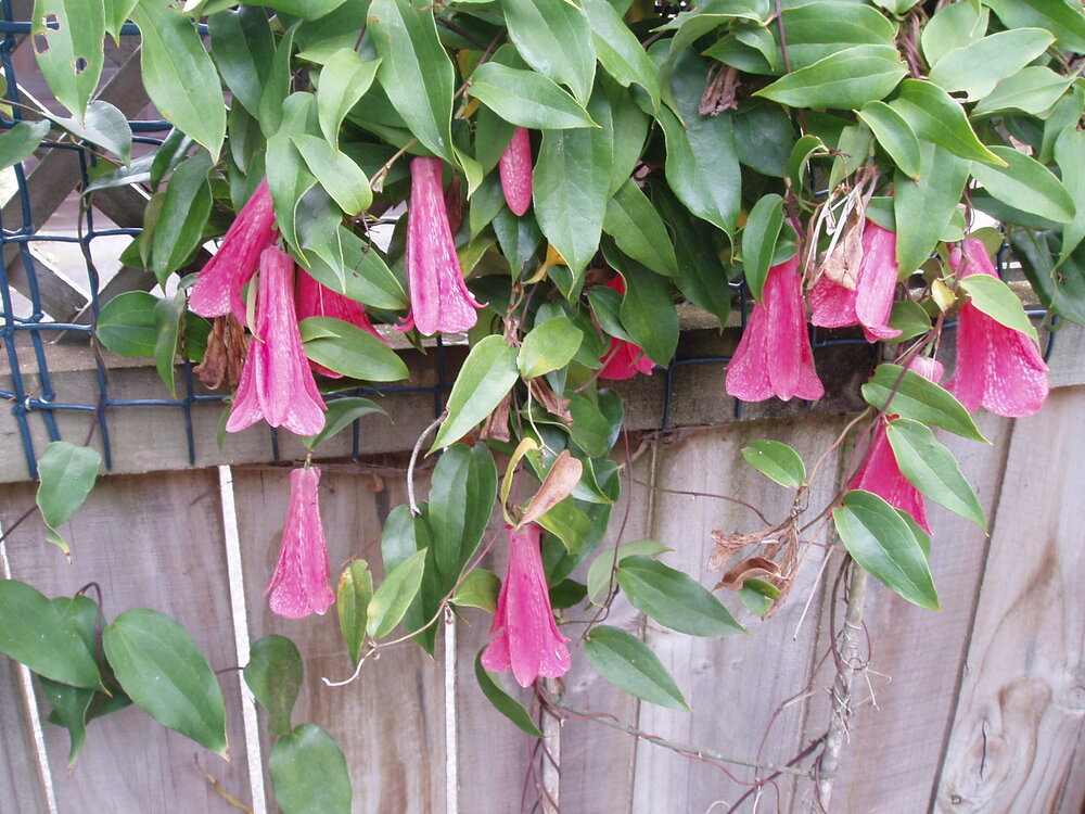 Chilean bellflower (Lapageria rosea)