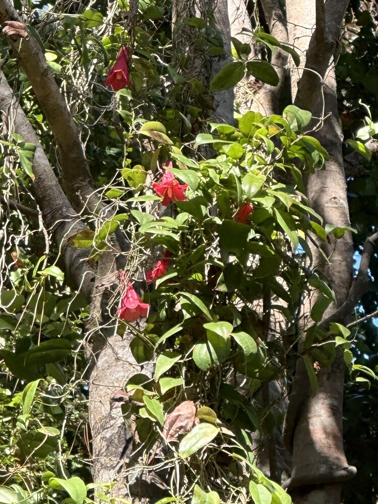 Chilean bellflower (Lapageria rosea)