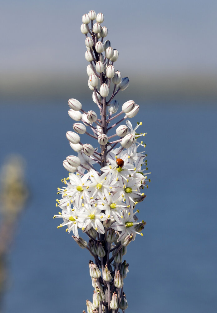 Sea onion (Drimia maritima)