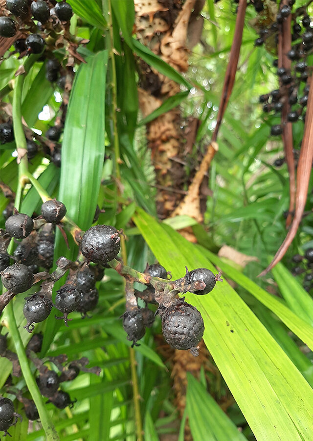 Dragons blood rattan (Calamus draco)
