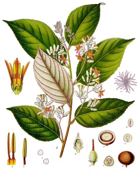 Gum benjamin tree (Styrax benzoin)