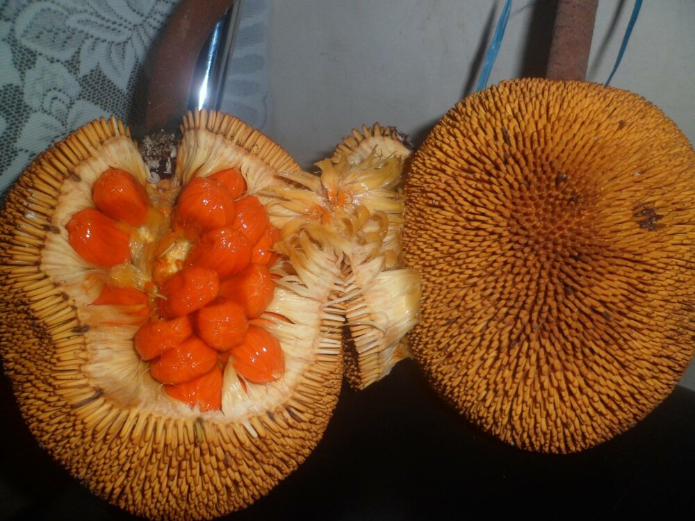 Entawak (Artocarpus anisophyllus)