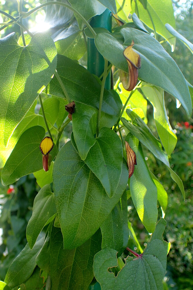 Evergreen Dutchman's pipe (Aristolochia sempervirens)