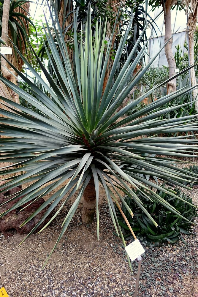 Socotra dragon tree (Dracaena cinnabari)
