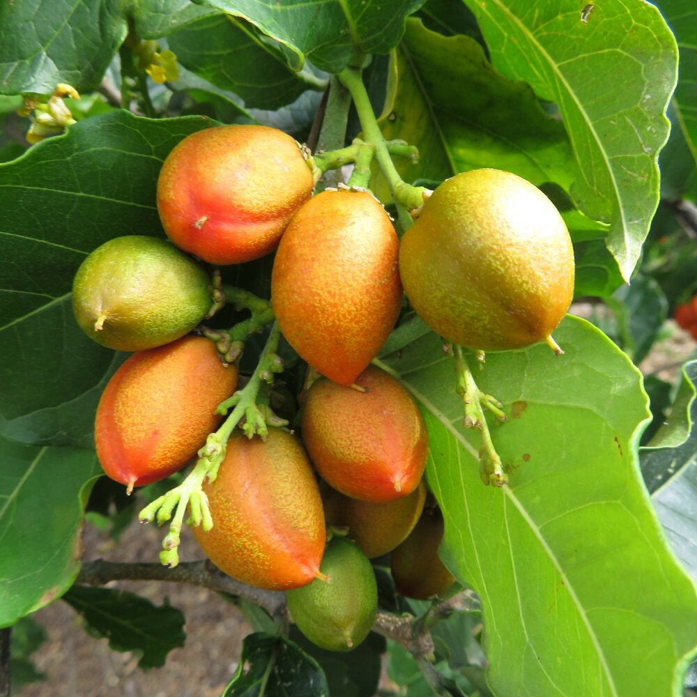 Peanut Butter Tree (Bunchosia argentea)