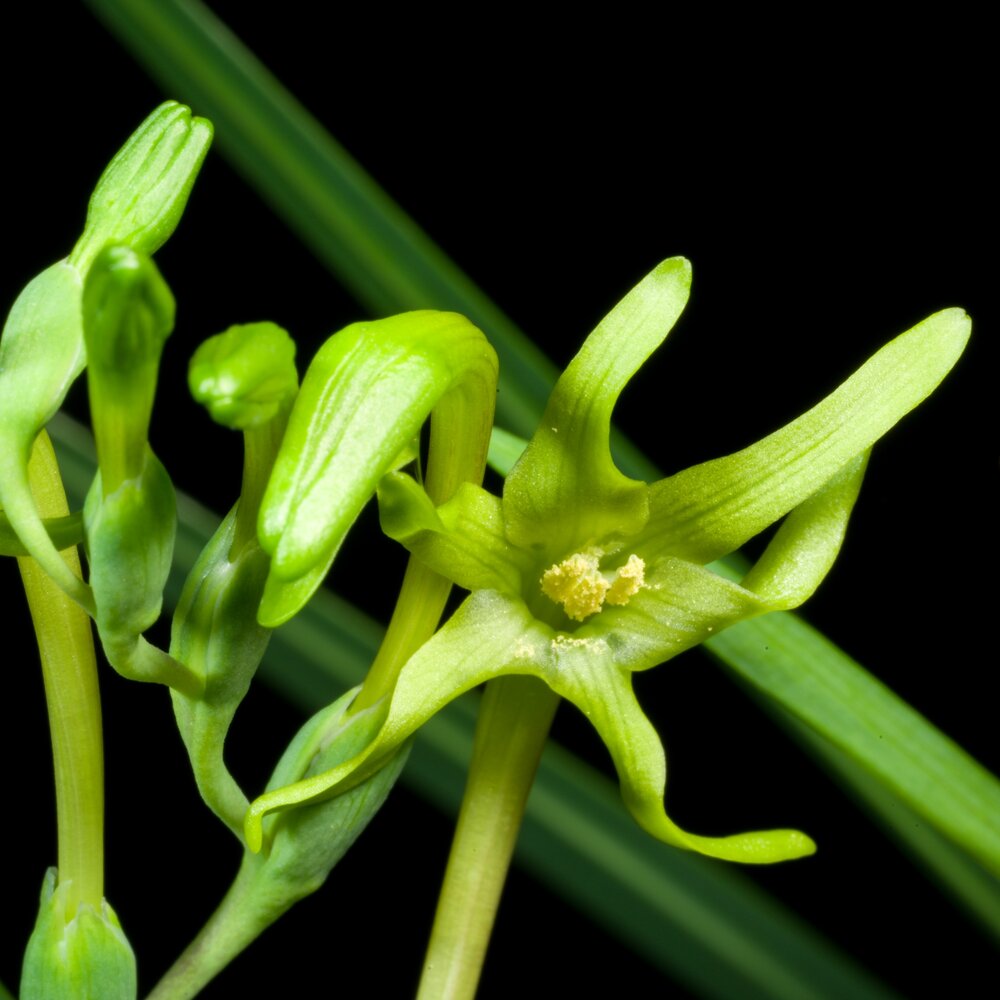 Green freesia (Freesia viridis ssp. viridis)