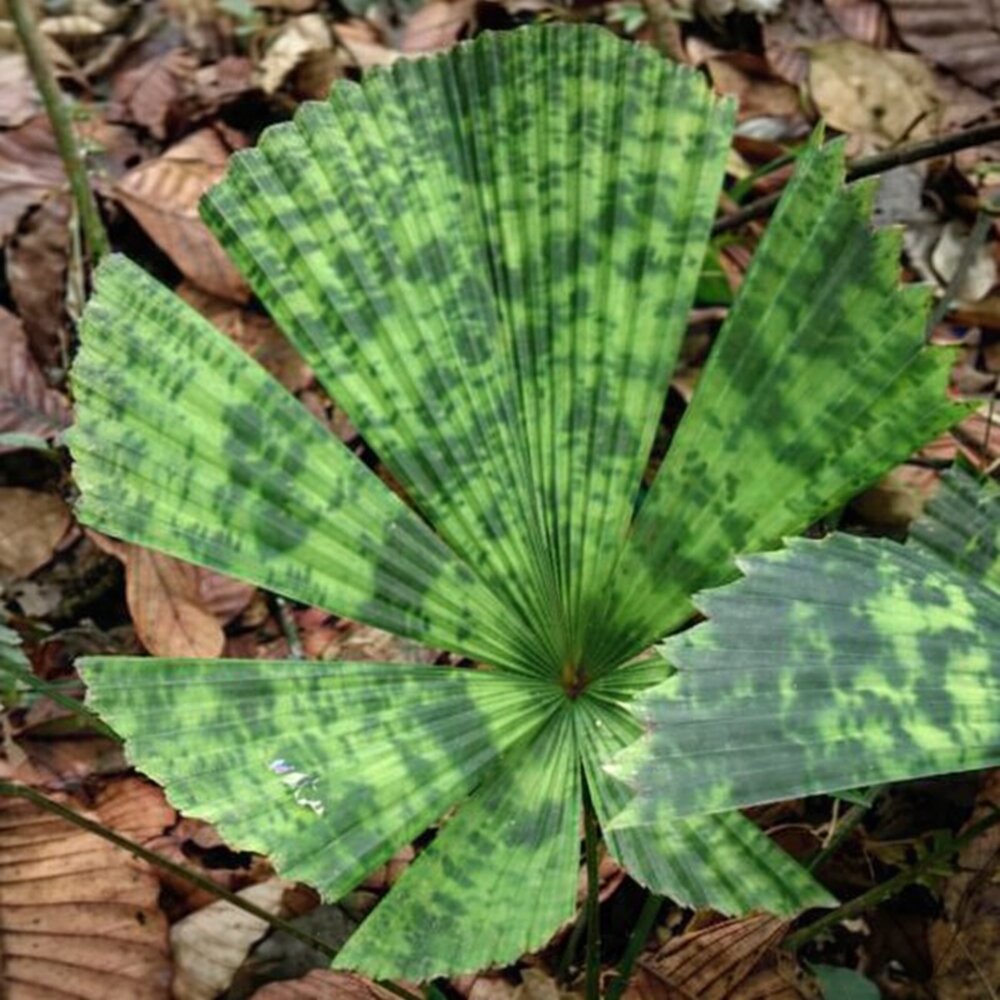 Fan Palm (Licuala sp. 'Kalimantan Mottled')