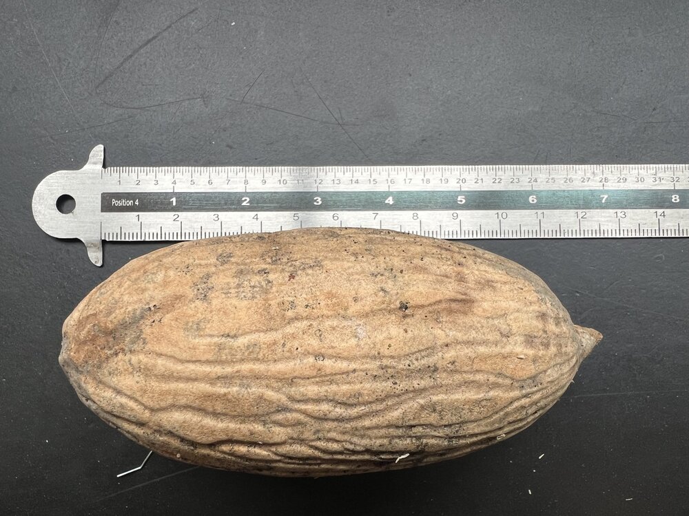 Bornean Ironwood (Eusideroxylon zwageri)