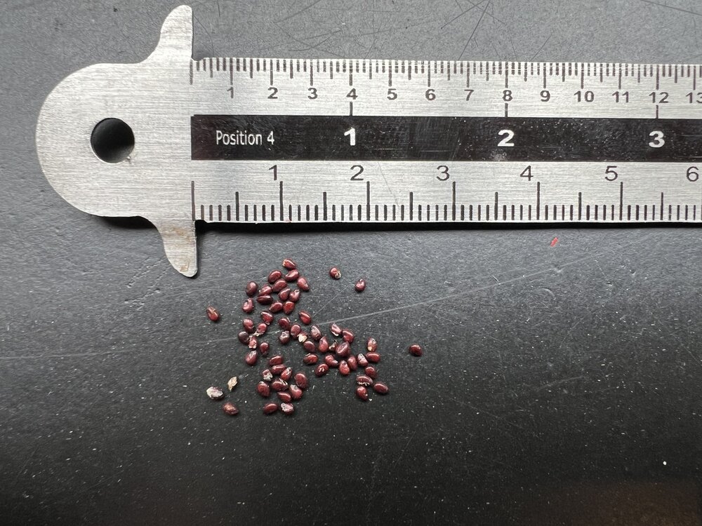 Golden Barrel Cactus (Echinocactus grusonii)