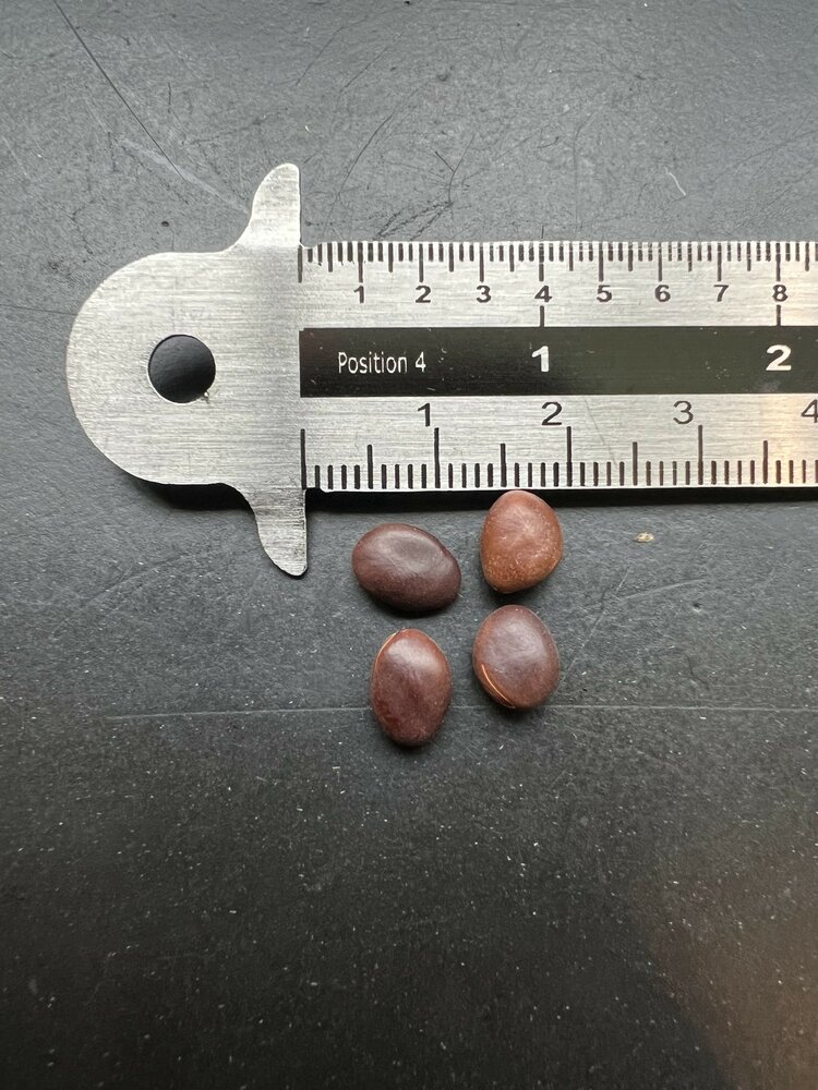 Camel's foot tree (Piliostigma thonningii)