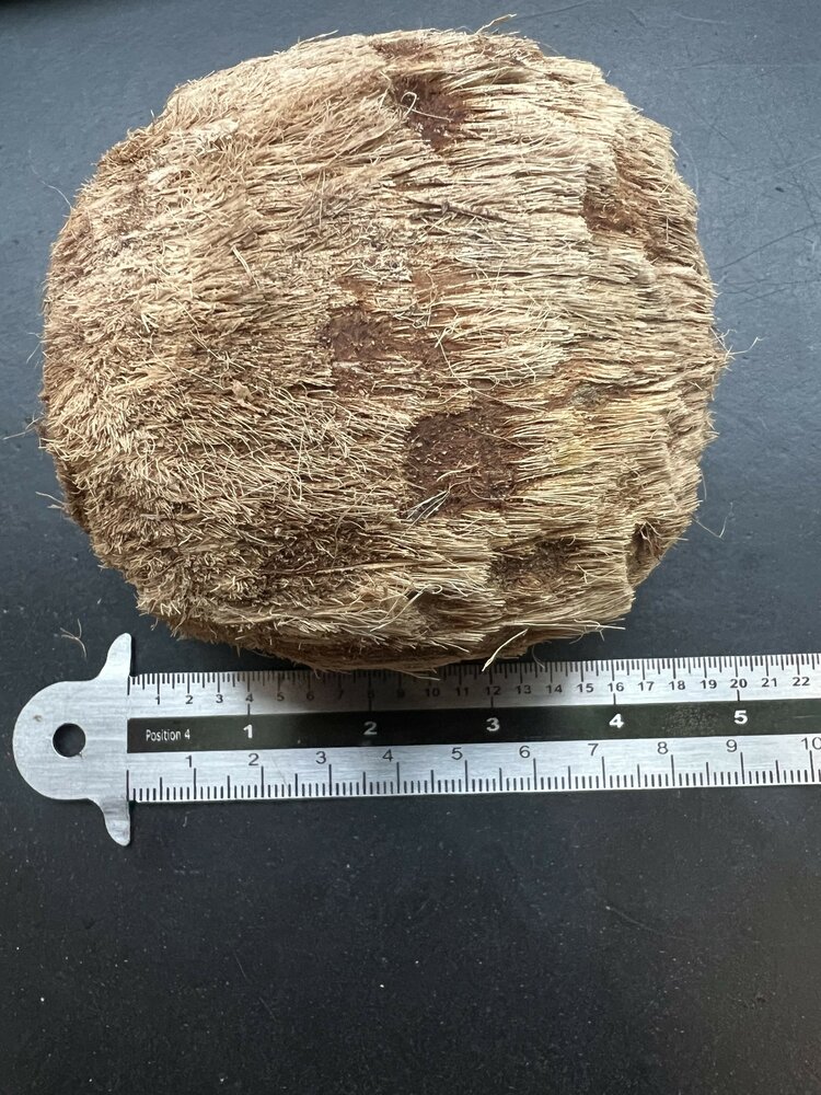 Palmyra palm (Borassus flabellifer)